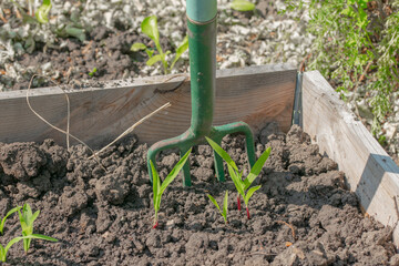 Gardening fork on allotment, turning over soil to grow vegetables