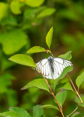 butterfly on a flower