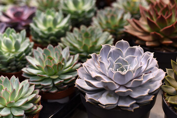 Flower shop. Indoor flowers on the store counter