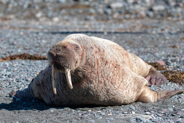A large wild male walrus laying on a rocky beach with two long ivory tusks, whiskers and dark eyes.The animal has red blood spots on its thick bald skin. It's two large nostrils are closed during rest