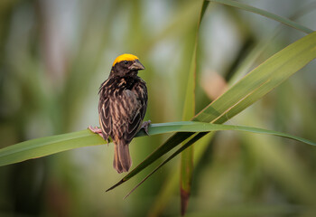 Streaked weaver is a species of weaver bird found in South Asia  in the countries of Bangladesh,...