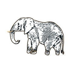 sketch of an elephant with transparent background