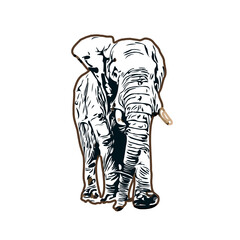 Fototapeta na wymiar sketch of an elephant with transparent background