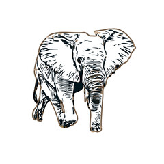 sketch of an elephant with transparent background