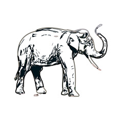 sketch of an elephant with transparent background