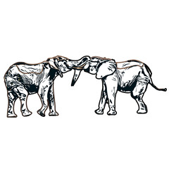 sketch of an elephant with transparent background