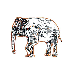 sketch of an elephant with transparent background