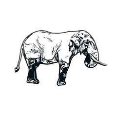 sketch of an elephant with transparent background