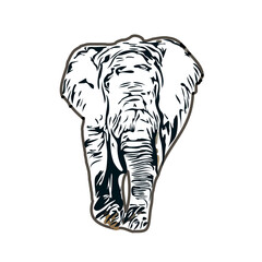 sketch of an elephant with transparent background