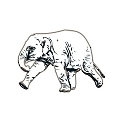 sketch of an elephant with transparent background