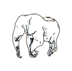 sketch of an elephant with transparent background