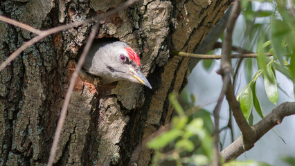bird in the tree