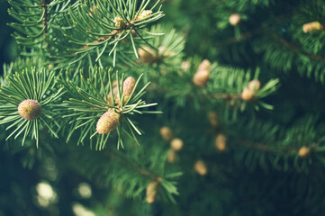 spruce branches close-up. young buds were eating on the branches. background with spruce.