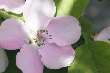 fruit quince flower close-up. pink quince flowers on a branch. background with flowering quince.