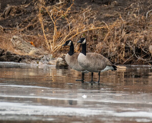 Two Geese on a Frozen Lake