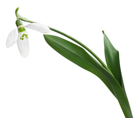 png. isolated snowdrop. spring Flower.