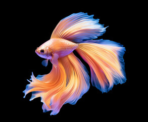 Fototapeta premium Iridescent betta fish. Multicolor fighting Siamese fish with beautiful flower tail and fins isolated on black. Amazing exotic floral tropical fish ai generated illustration