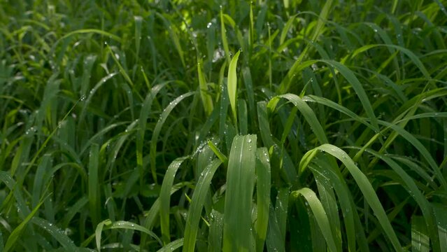 Drops of dew on blades of grass video, morning after the rain in the meadow with drops ow water on tall grass