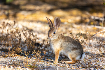 An adult desert cottontail rabbit, Sylvilagus audubonii. A beautiful bunny in the Sonoran Desert posing in early morning light with dry vegetation in the sunlight. Tucson, Arizona, USA.
