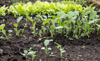 seedlings of greenery and flowers in a greenhouse in spring