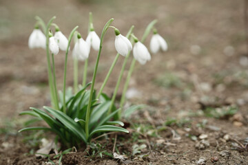 snowdrops bloom on the street. spring.