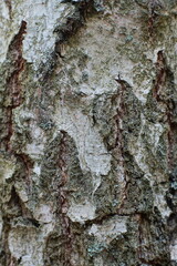 natural ecological texture of old birch tree bark in the forest