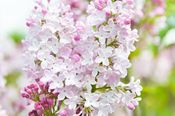 Obraz na płótnie Canvas Lilac flowers white purple spring flower background