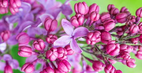 Fototapeta na wymiar Lilac purple flowers panorama nature spring macro background