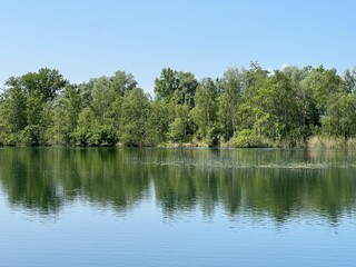 Summer atmosphere in the Old Rhine Nature Park, Lustenau (Austria) - Vorfrühlings Stimmung im Naturpark Alter Rhein oder Naturpark am Alten Rhein, Lustenau - Österreich (Osterreich or Oesterreich)