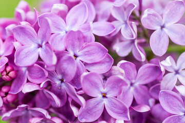 Purple lilac flowers macro background, flower background