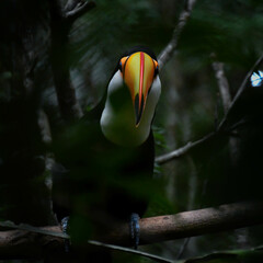 Portrait of toco toucan or giant toucan posing in the jungle of Iguazú National Park. Argentina