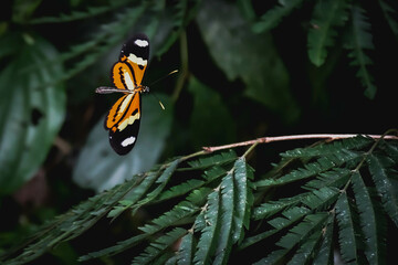 Exquisite Beauty: Orange Butterfly Perched on a Leaf in the Misiones Jungle