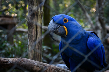 Majestic Beauty: Captivating portrait of a hyacinth macaw (anodorhynchus hyacinthinus).