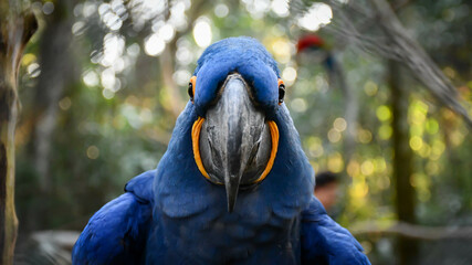 Majestic Beauty: Captivating portrait of a hyacinth macaw (anodorhynchus hyacinthinus).