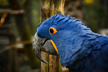 Majestic Beauty: Captivating portrait of a hyacinth macaw (anodorhynchus hyacinthinus).