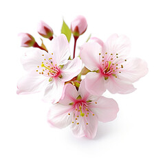 Cherry Blossoms, sakura on a white background, Generative AI.
