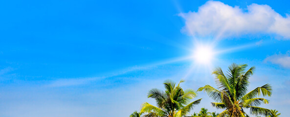 Coconut palms , sky and sun. Wide photo.