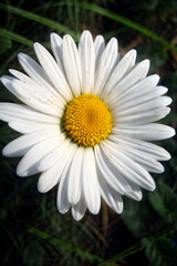 Fototapeta premium White daisy flowers chamomiles background, micro photography, Generative AI illustrations