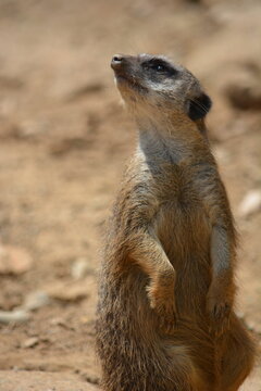 Lemore Images – Browse 28 Stock Photos, Vectors, and Video | Adobe Stock