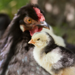 Close up portrait of newly born chick with hen