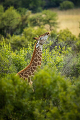 Giraffe calls out to herd