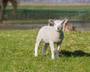Obraz na płótnie Canvas White lamb in a meadow