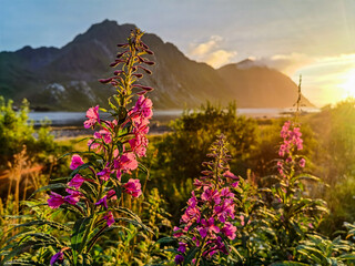flowers in the mountains , image taken in Lofoten Islands, Norway, Scandinavia, North Europe