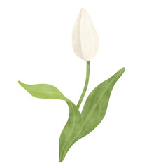 White tulip watercolor illustration
