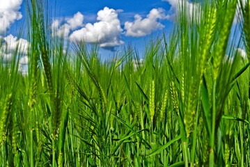 grass and sky