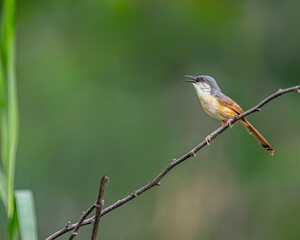 An Ashy Prinia resting