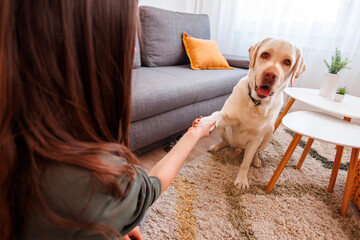 Woman teaching dog tricks at home
