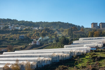 Fototapeta premium Rural farms with greenhouses located on the hills in the morning sun