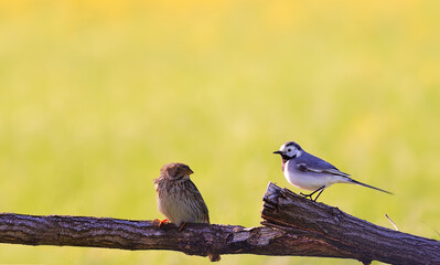 Wagtail and common bunting sit next to each other on the fence, on a blurry yellow background...