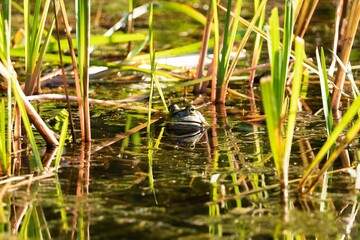 Frog in water surrounded by grass